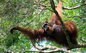 Orang-oetans spotten in de jungle van Bukit Lawang Orang-oetans in Bukit Lawang: wat een lange armen