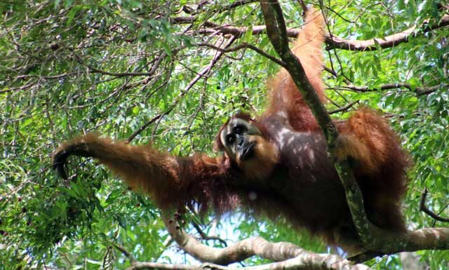 Orang-oetans spotten in de jungle van Bukit Lawang Orang-oetans in Bukit Lawang: wat een lange armen