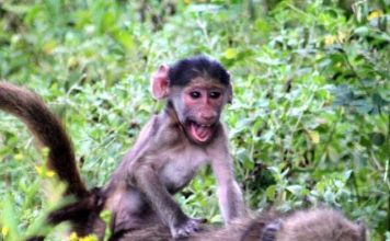 Mijn tien populairste Instagram foto’s na een jaar Tien populairste Instagram foto's na een jaar - Jong aapje speelt paardjerijden