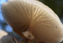 Fotoimpressie van mijn herfstwandeling in de IJsselvallei Herfstwandeling IJsselvallei - Onderkant witte paddenstoel