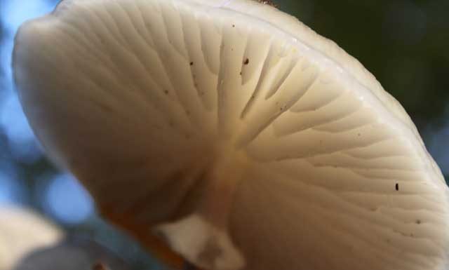 Fotoimpressie van mijn herfstwandeling in de IJsselvallei Herfstwandeling IJsselvallei - Onderkant witte paddenstoel