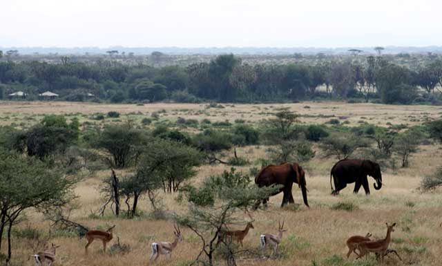 Mijn eerste indrukwekkende safari’s in Kenia Wilde dieren in Samburu nationaal park in Kenia