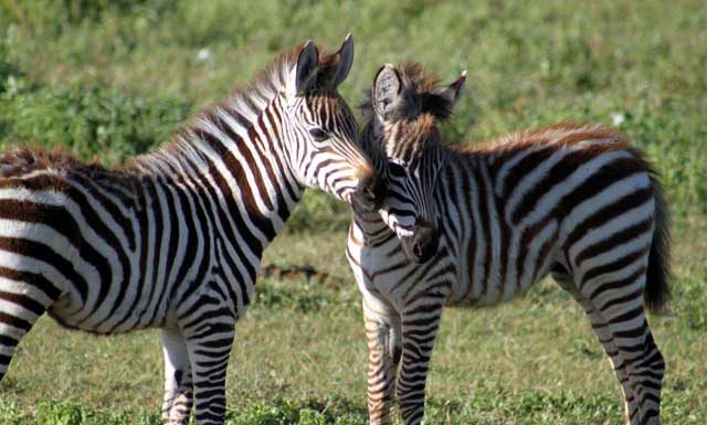 De pracht van de Serengeti en Ngorongoro in Tanzania Serengeti en Ngorongoro in Tanzania - Jonge zebra’s in de Ngorongoro-krater in Tanzania