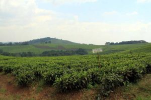 Theevelden in de buurt van Fort Portal in Uganda