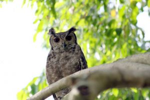 Uil langs de Nijl in Jinja, Uganda