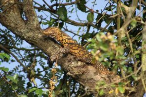 Geel gevlekte varaan langs de Nijl in Jinja, Uganda