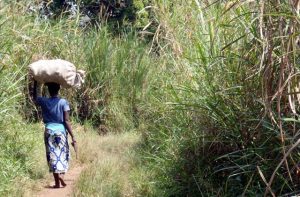 Vrouw draagt volle juten zak op hoofd in Uganda