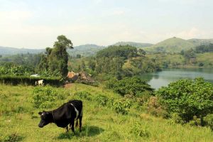 Uitzicht tijdens wandeling 'Top of the world' in Uganda