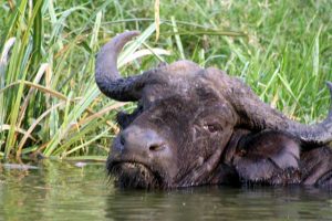 Waterbuffel in het water in Queen Elizabeth National Park in Uganda